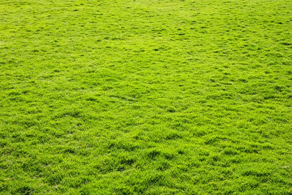 Grasstruktur vom Feld — Stockfoto