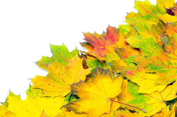 Narancssárga csoport-ősz — Stock Fotó