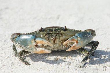 crab on beach  clipart