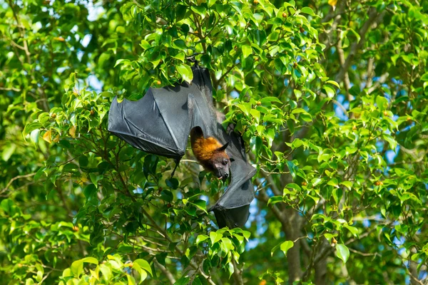 Murciélago colgando del árbol — Foto de Stock