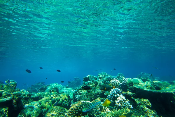 Bajo el agua — Foto de Stock