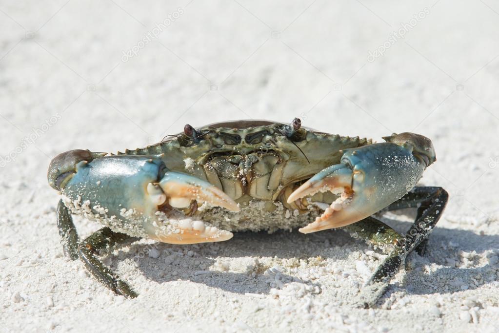crab on beach 