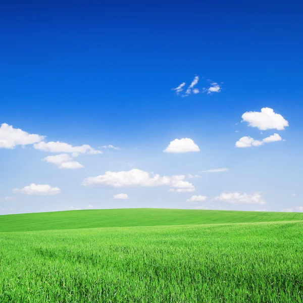 Campo verde e céu azul — Fotografia de Stock