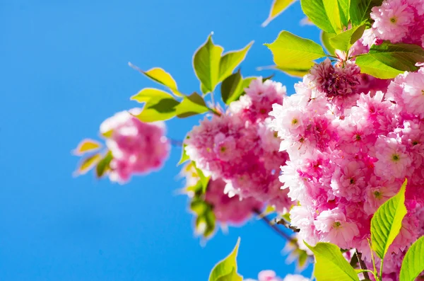 Flores de cereza de primavera —  Fotos de Stock