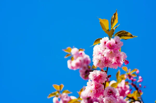 Flores de cereza de primavera — Foto de Stock