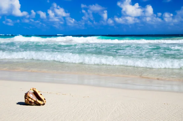 Beach and tropical sea — Stock Photo, Image