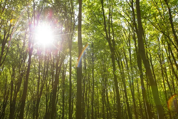 Waldbäume Hintergrund — Stockfoto