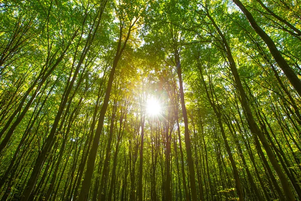 Bosque árboles fondo — Foto de Stock