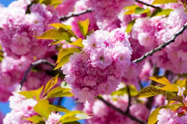 Bahar kiraz çiçekleri