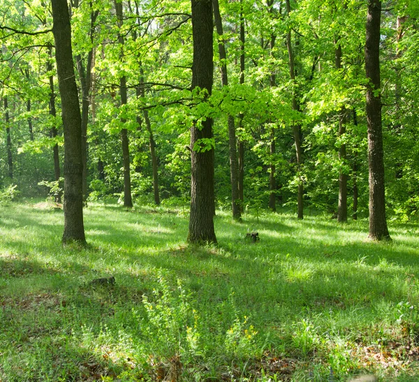 Bos bomen achtergrond — Stockfoto