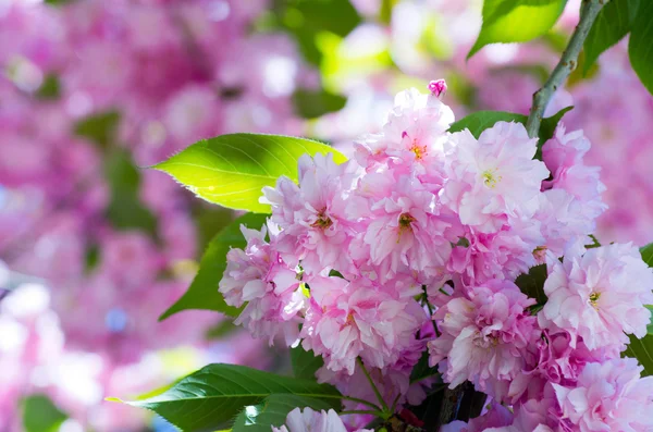 Flores de cereza de primavera —  Fotos de Stock
