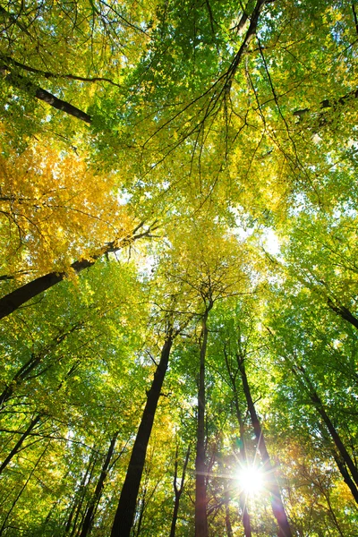 Waldbäume Hintergrund — Stockfoto