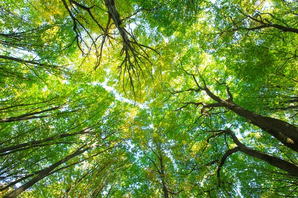 Waldbäume Hintergrund — Stockfoto