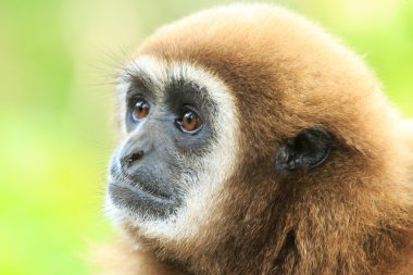 Gibbon yüzü Hayvanat Bahçesi