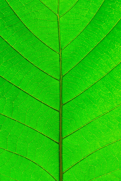 Leaf of green plant