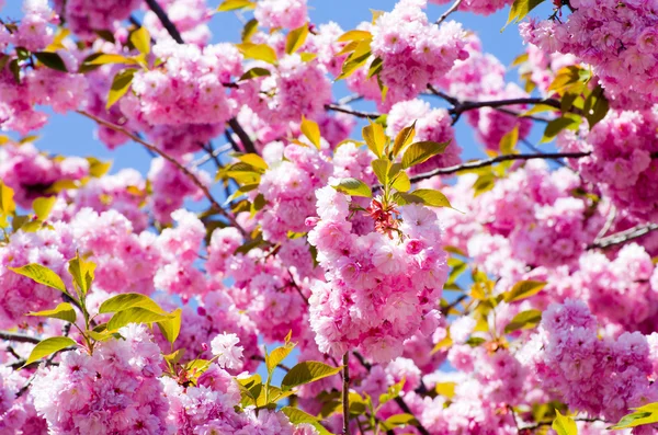 Spring cherry flowers — Stock Photo, Image