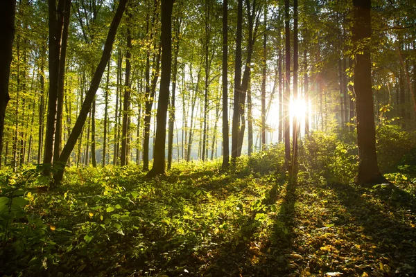 Skog — Stockfoto