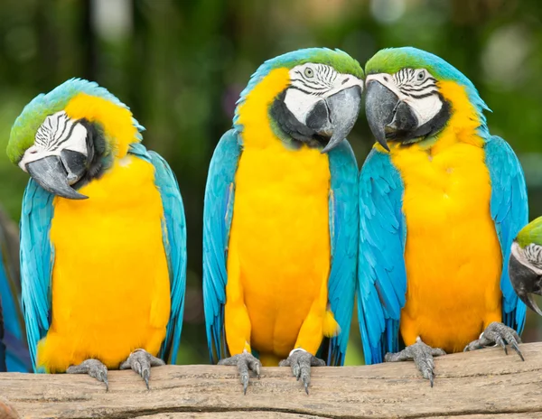 Kleurrijke Macaws papegaaien — Stockfoto