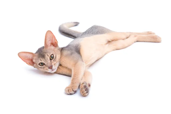 Abyssinian kitten — Stockfoto