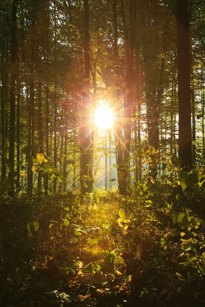 Foresta — Foto Stock