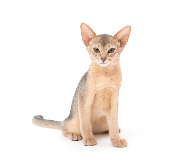 Abyssinian kattunge — Stockfoto