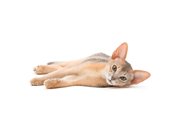 Abyssinian kitten — Stockfoto