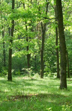 Yeşil Orman ağaçları