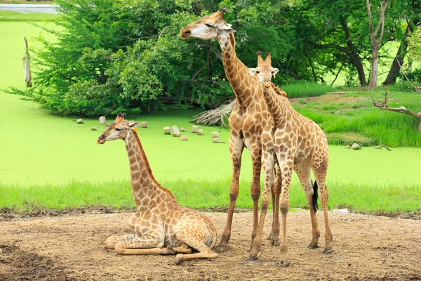 Giraffes in  zoo  park — Stock Photo, Image
