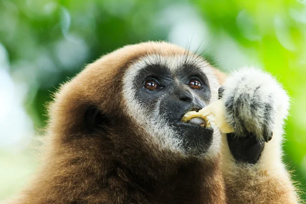 Gibbon sluiten-omhoog gezicht — Stockfoto