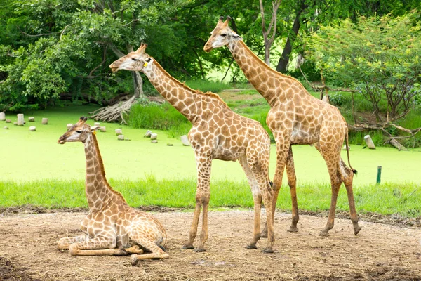 Girafas no parque zoológico — Fotografia de Stock