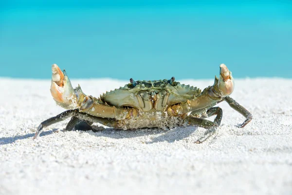 Animal de caranguejo na praia — Fotografia de Stock