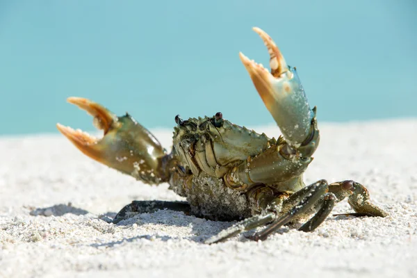 Animal de caranguejo na praia — Fotografia de Stock