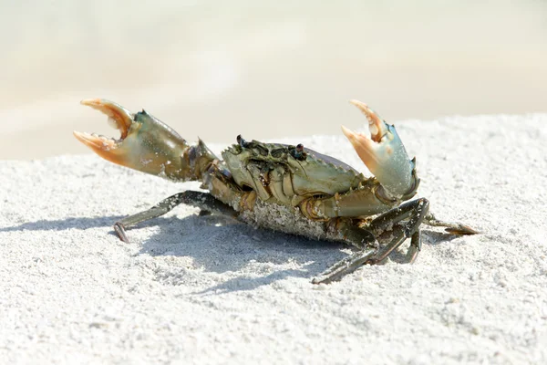 Crabe animal sur la plage — Photo