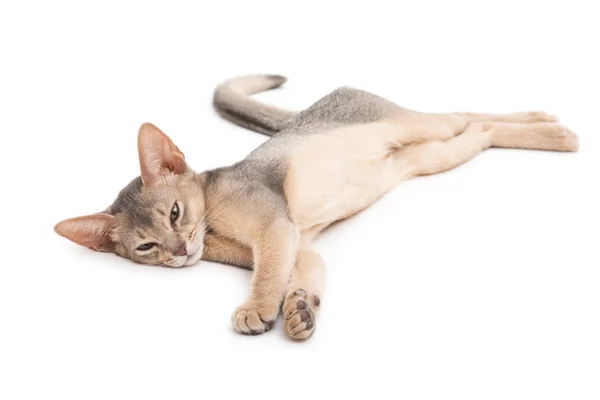 Abissínio gatinho animal — Fotografia de Stock
