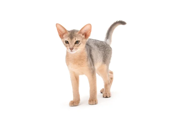 Абиссинское котенко — стоковое фото