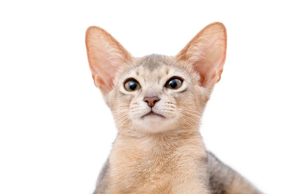 Gattino abissino animale — Foto Stock