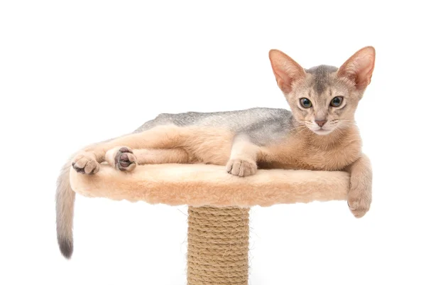 Abyssinian kitten animal — Stock Photo, Image