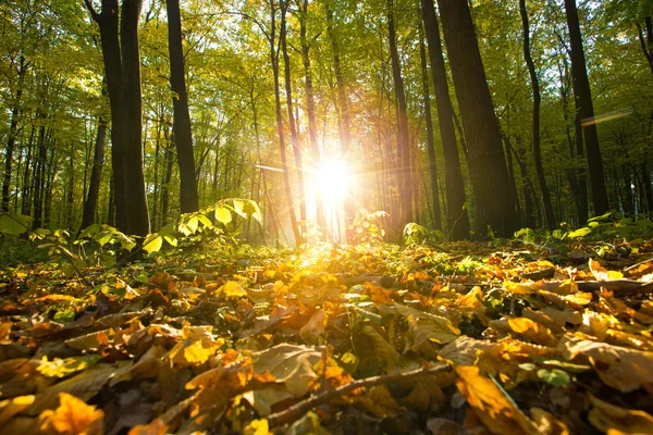 Sonnenaufgang im Herbstwald — Stockfoto