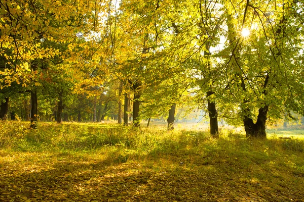 Lever de soleil dans la forêt d'automne — Photo