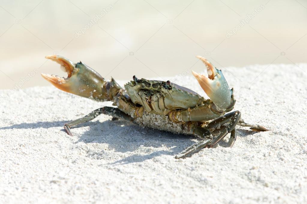 crab  animal on beach