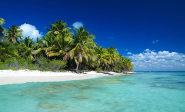 Tropik sahilde palmiye ağaçları