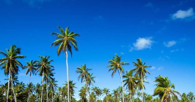 Palmiye ağacı üzerinde sky
