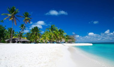 Tropik sahilde palmiye ağaçları