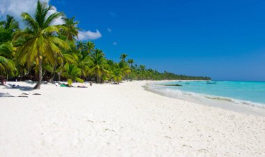 Deniz manzarası. Tropik sahilde palmiye ağaçları