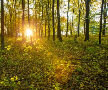 sonbahar Orman ağaçları