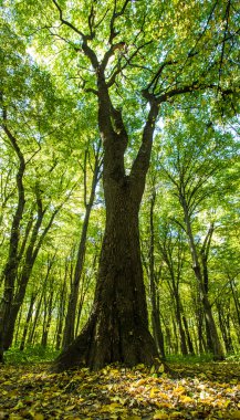 sonbahar Orman ağaçları