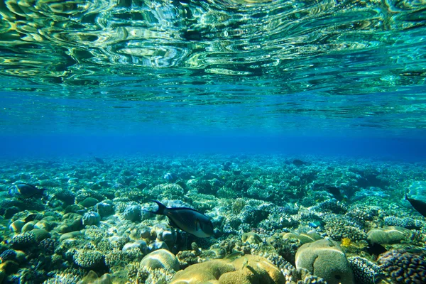 Спокійна підводний сцени — стокове фото