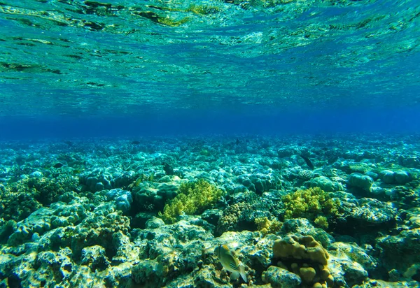 Tranquila escena submarina — Foto de Stock