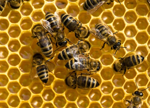 Abejas de trabajo en células de miel — Foto de Stock