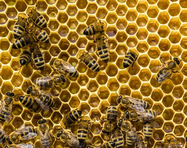 Arbetande bina på honeycells — Stockfoto